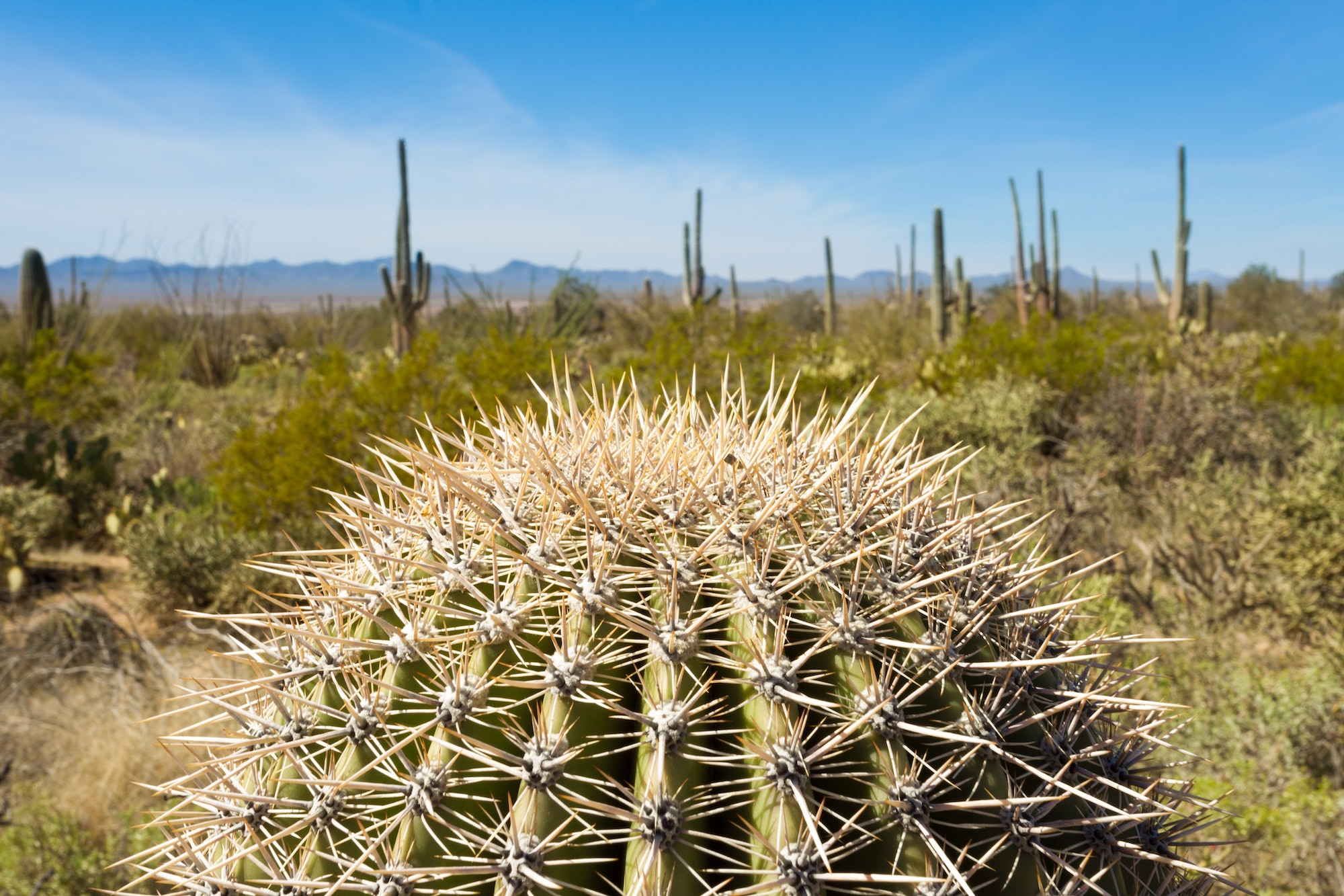 Top 5 Oral Surgeons in Tucson AZ