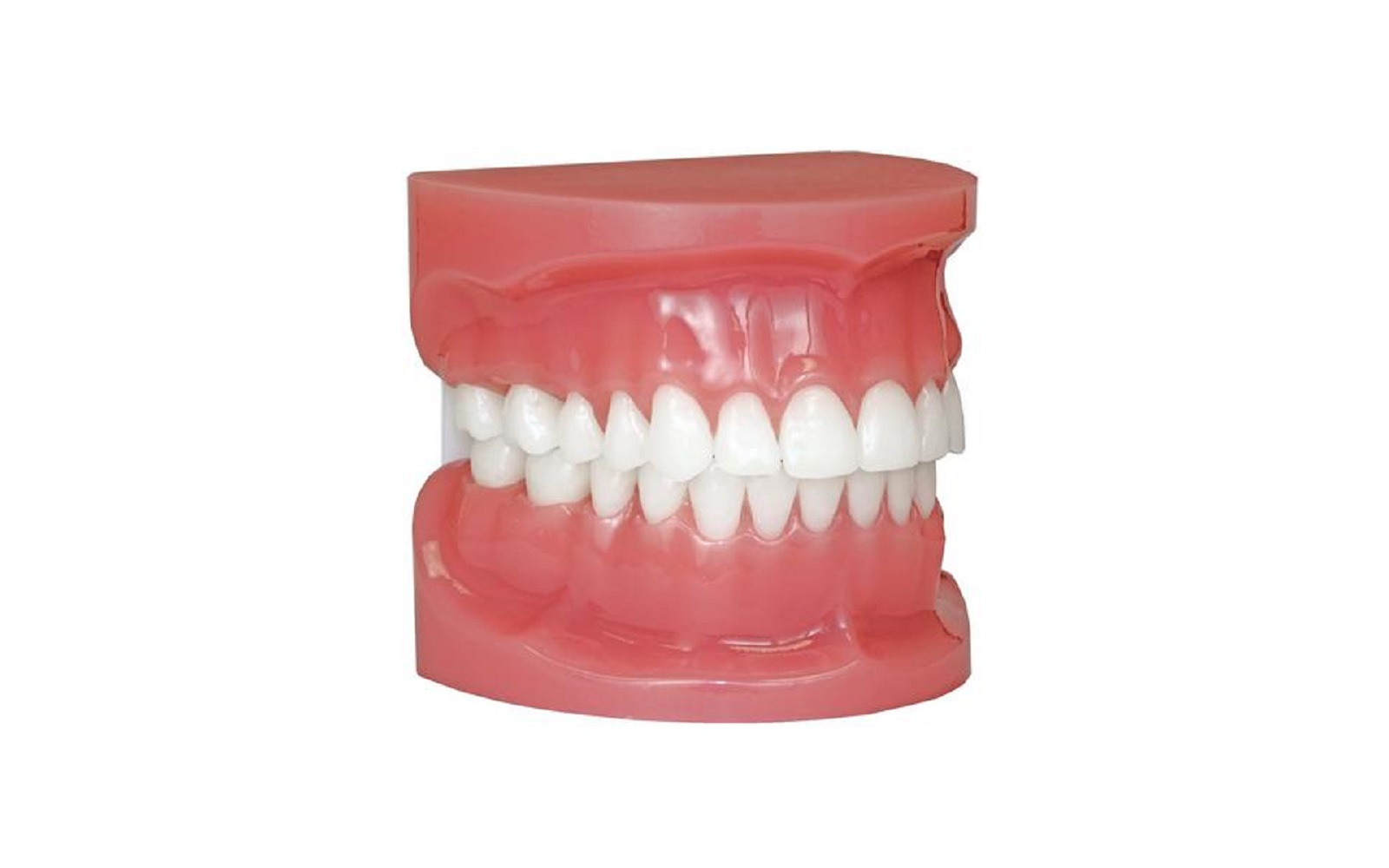 Patterson® typodont,. 022 - patterson dental supply