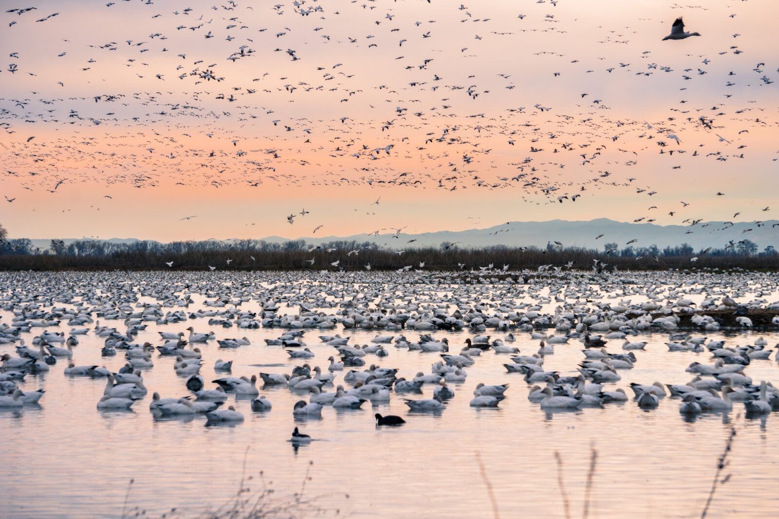 A flock of snow geese wintering on a pond in Sacramento National Wildlife Refuge, California