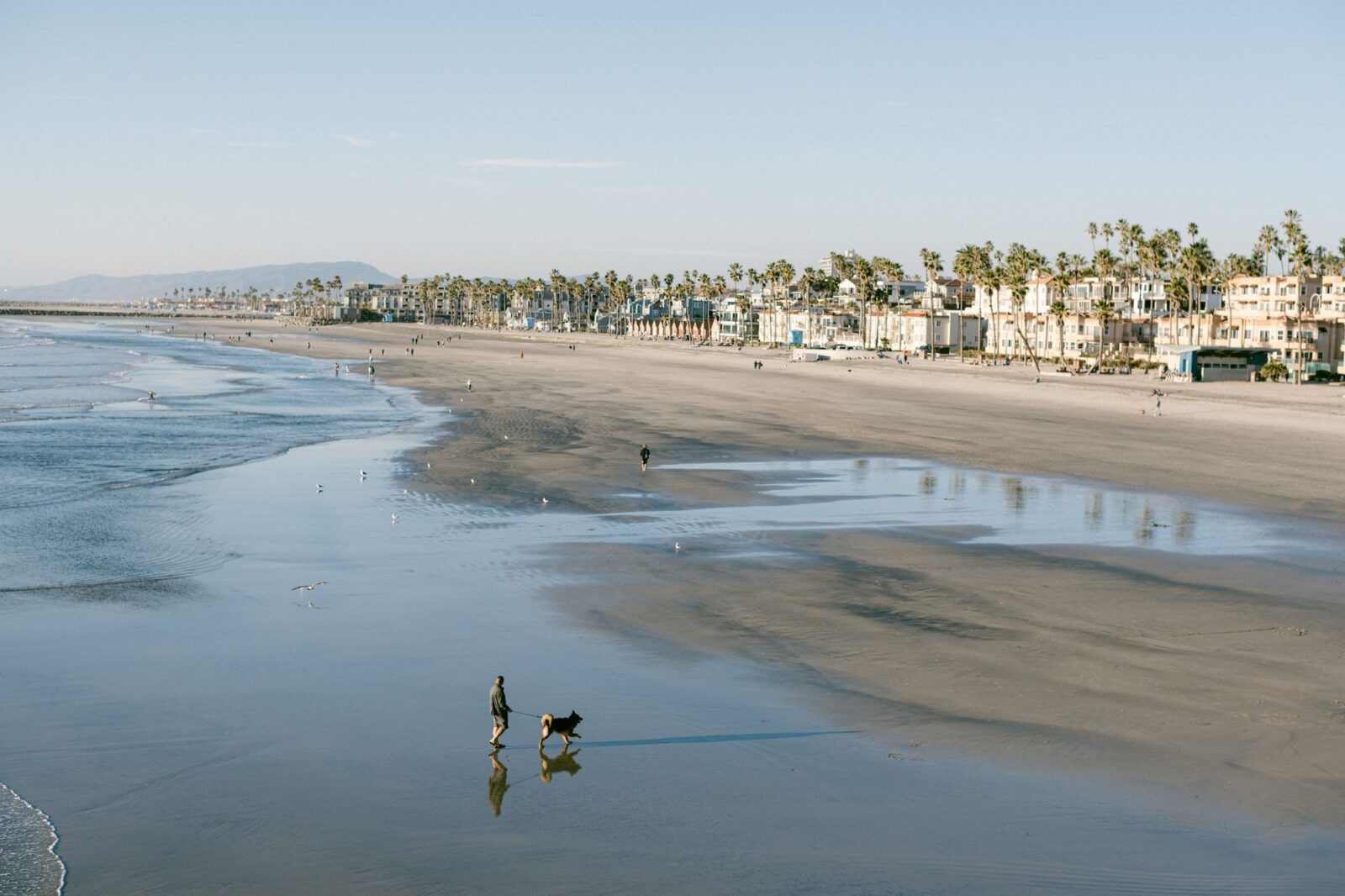 Aerial view of senior man walking a dog on the wet beach in Oceanside, California