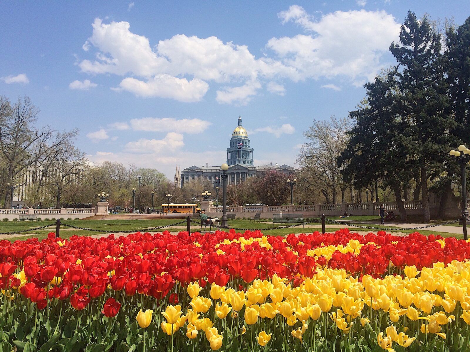 Blooming colorful tulips in front of The Capitol in Denver, Colorado