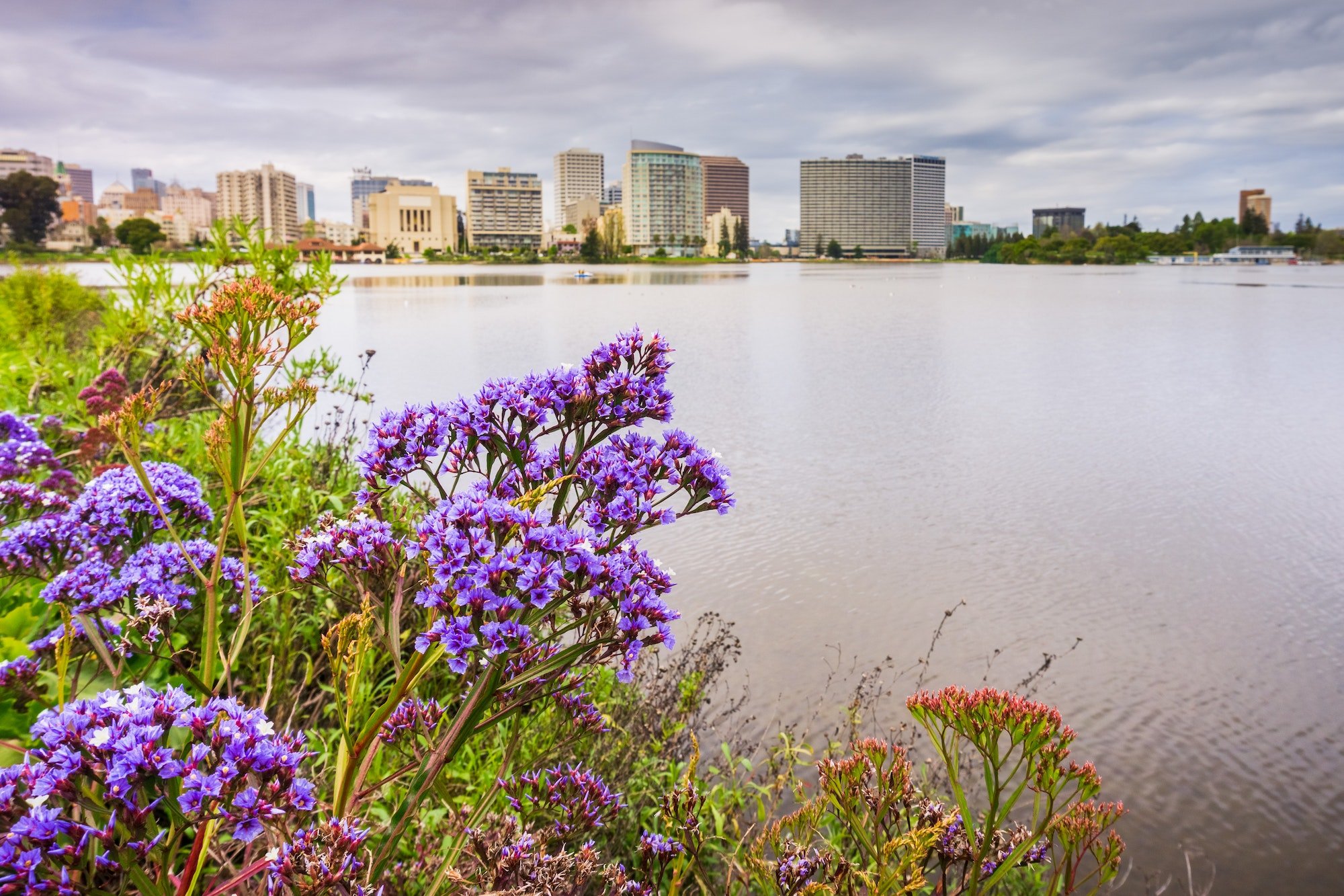 Flowers on the shoreline of Lake Merritt, Oakland