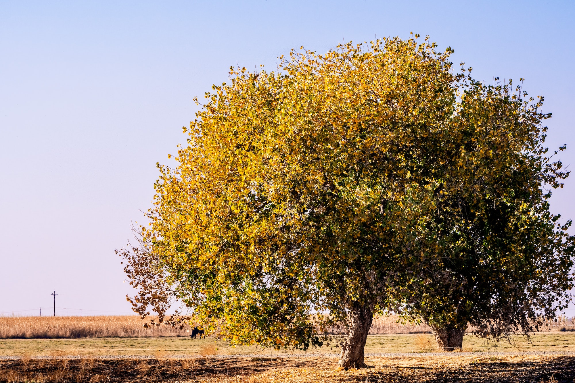 Fremont's cottonwood tree