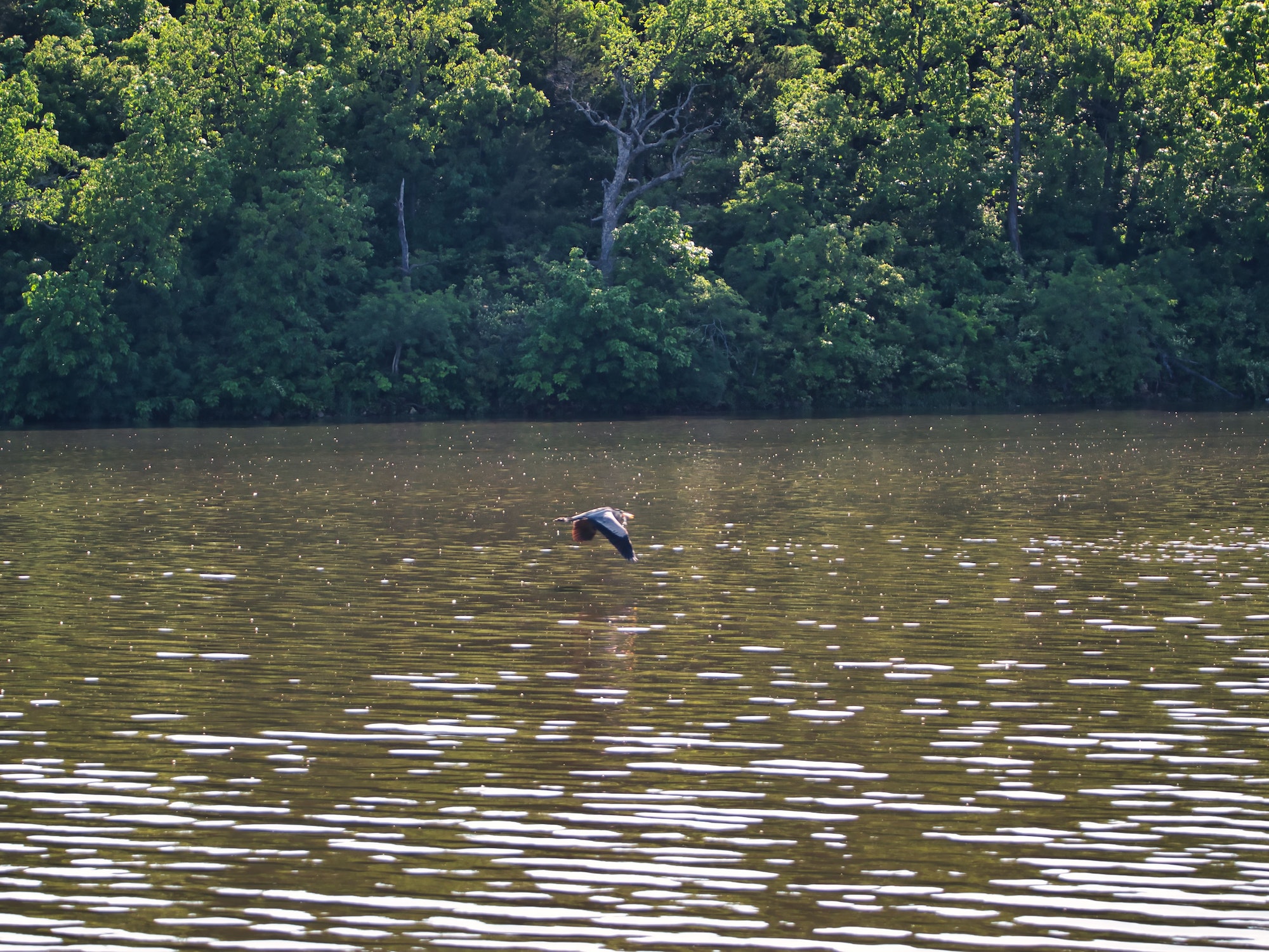 Great blue hero flying over the scenic Olathe Lake in kansas, USA