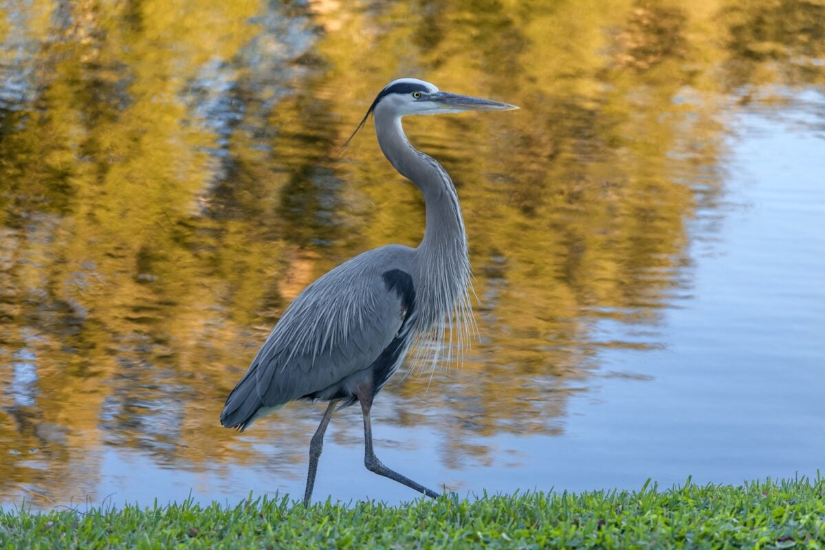 Grey heron walking across the small pond in St. Petersburg in Florida, USA