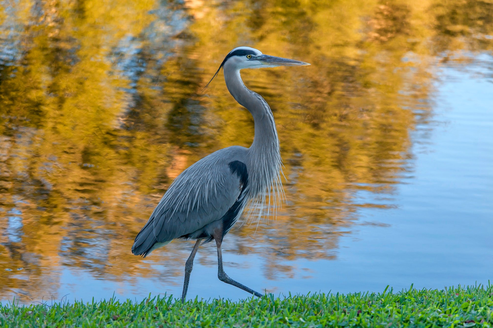 Grey heron walking across the small pond in St. Petersburg in Florida, USA