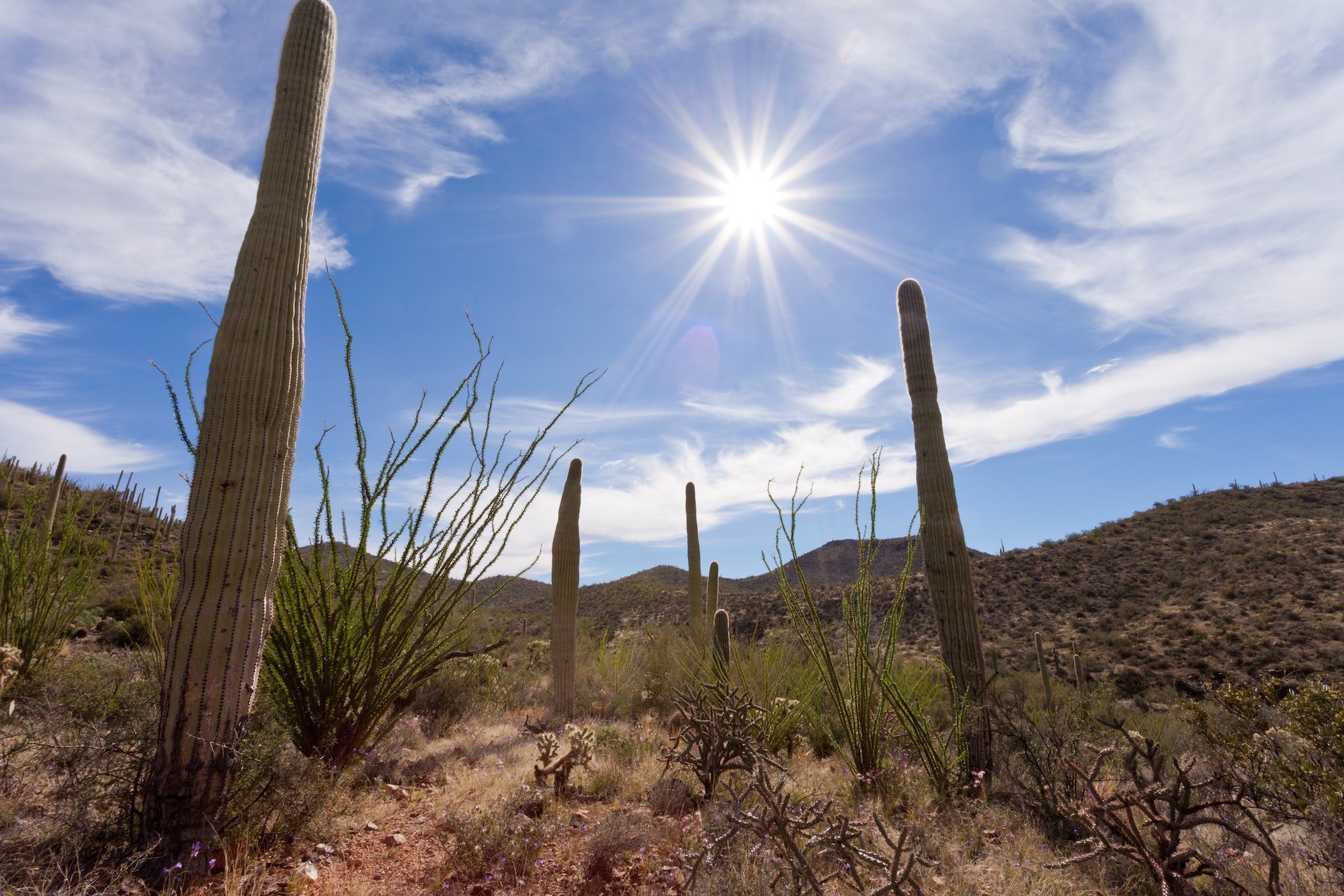 Hot sun over Saguaro NP near Tucson Arizona US