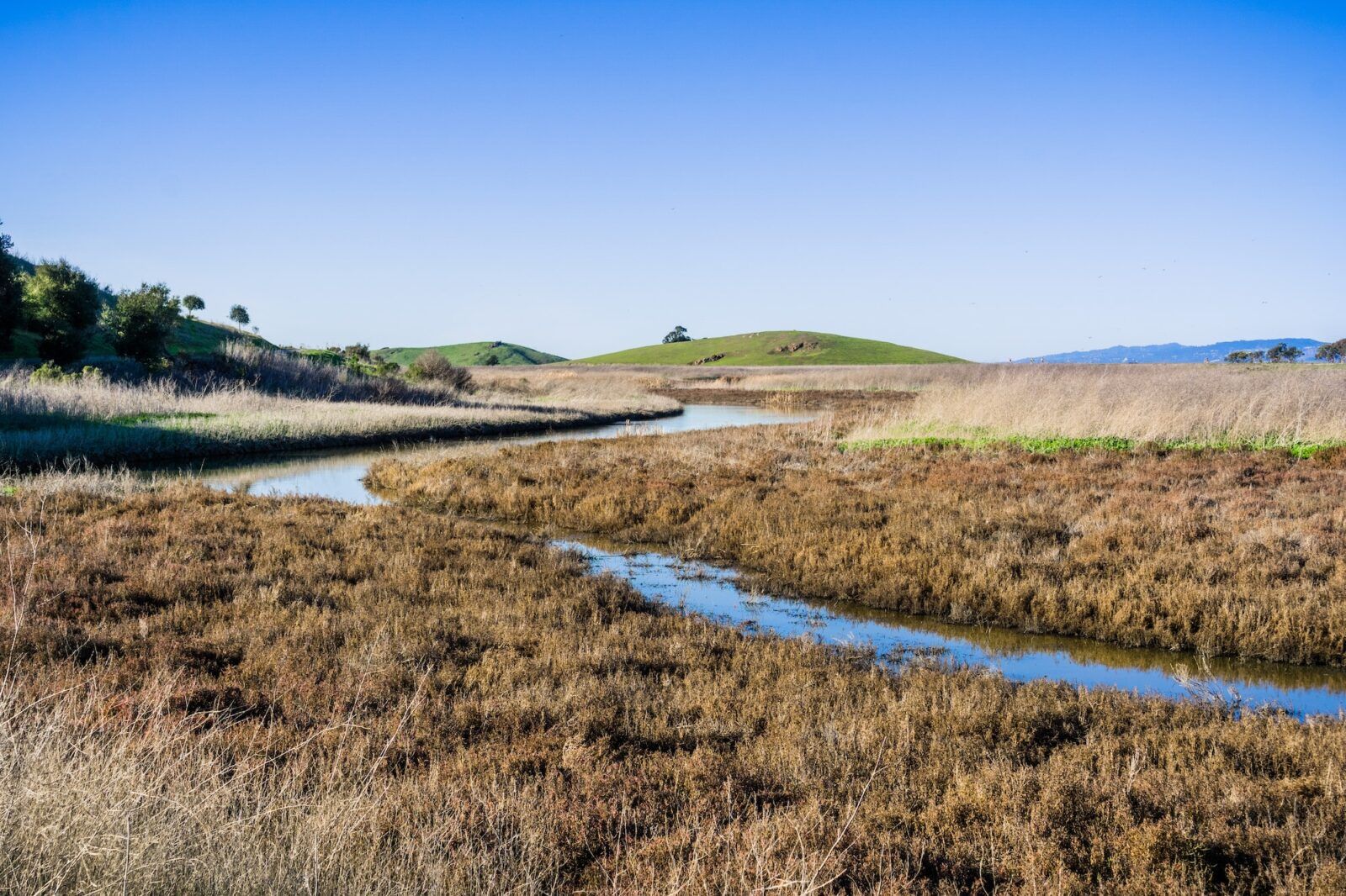 Meandering creek and marsh landscape, South San Francisco Bay