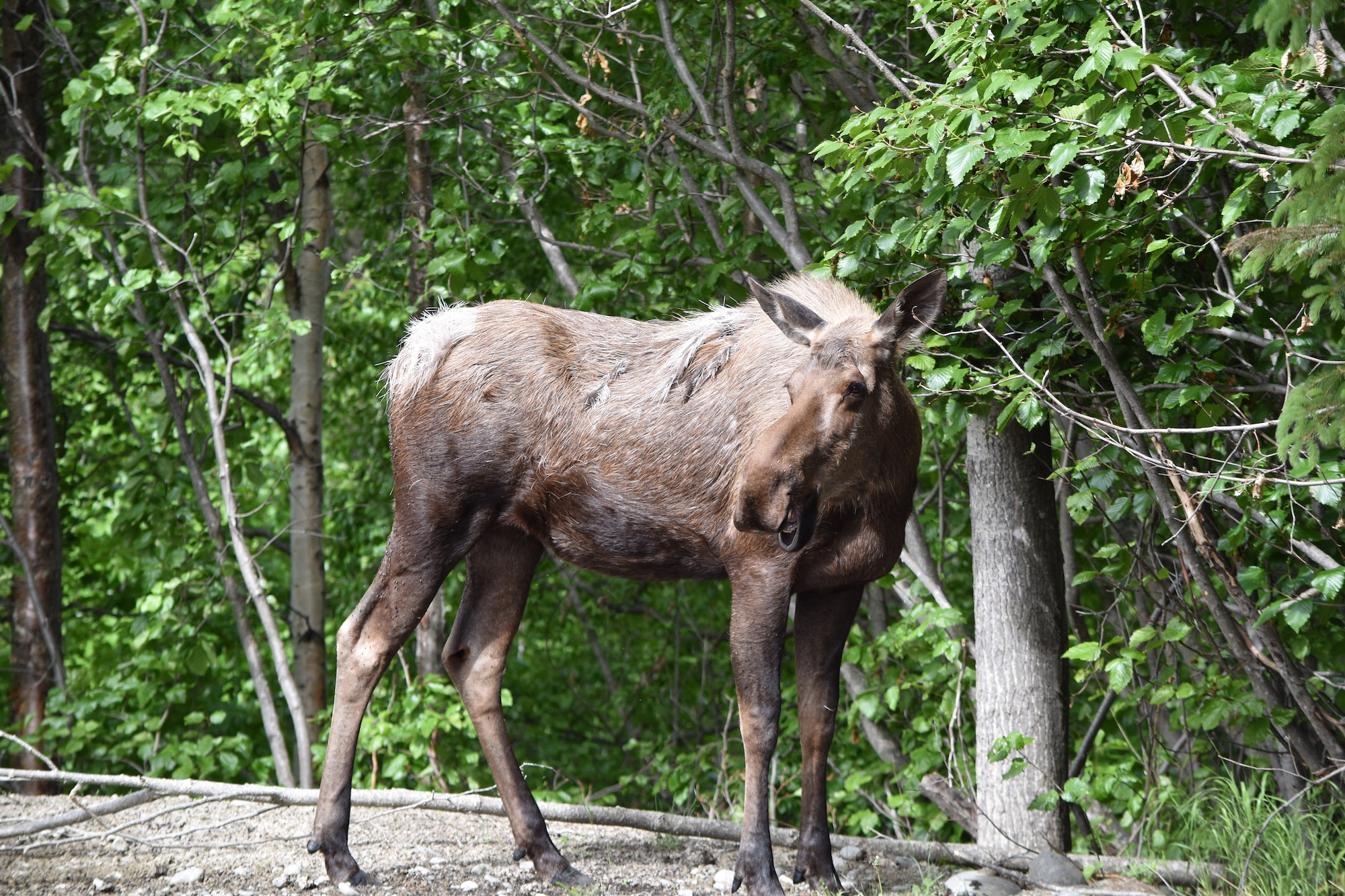 Moose enjoying the weather off the Tony Knowles Coastal Trail in Anchorage Alaska