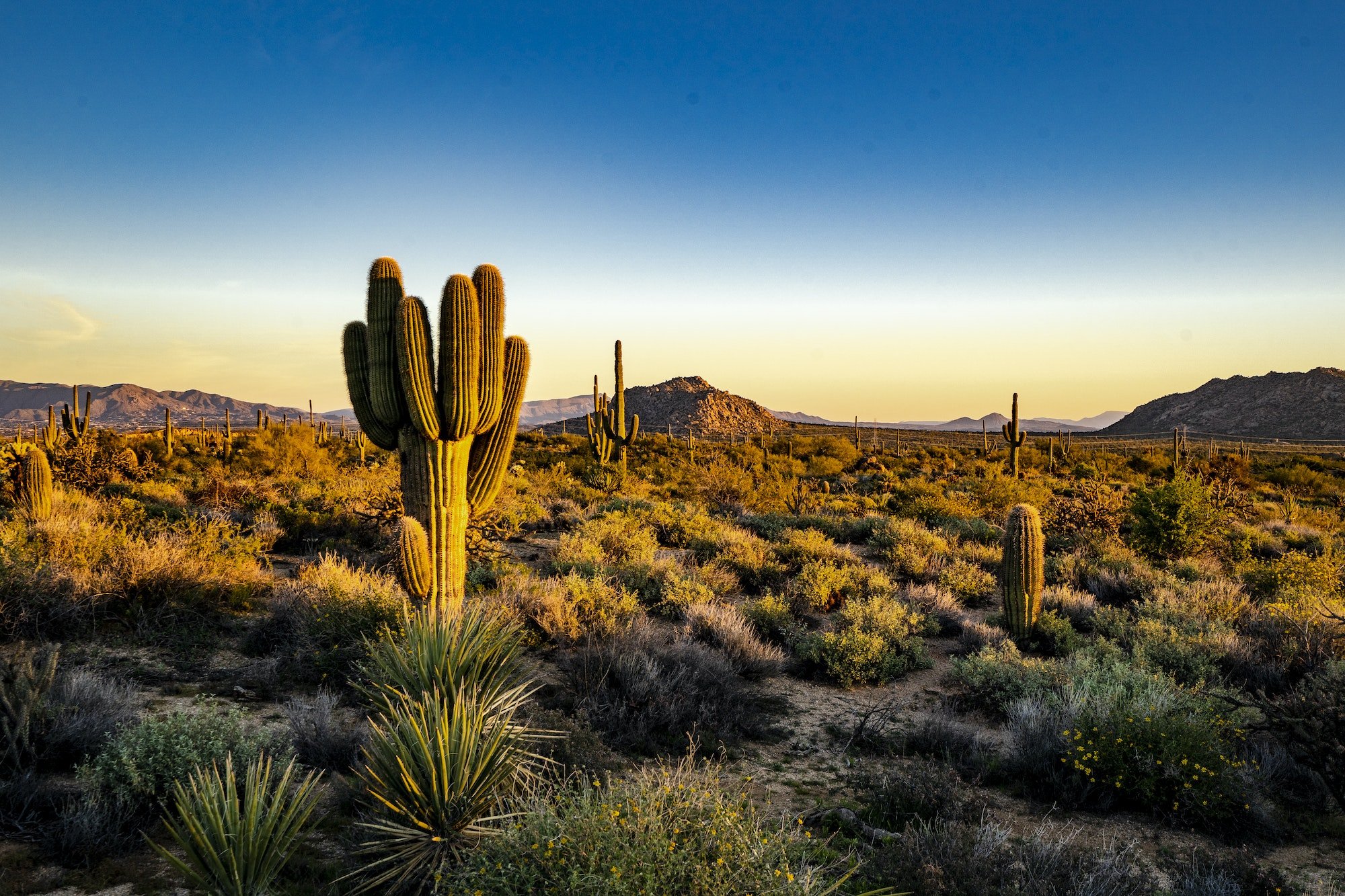 Morning light in the Sonoran desert of Scottsdale, Arizona