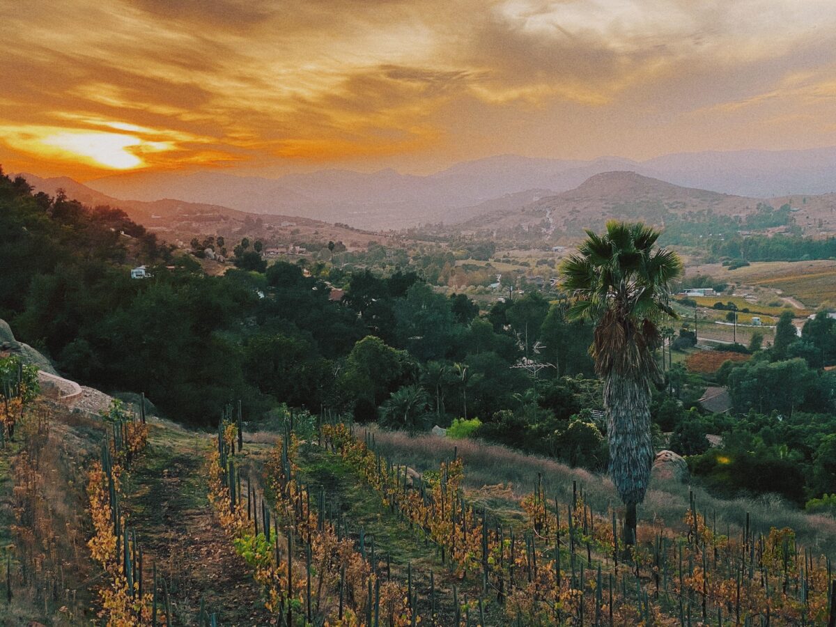 Orange sky over the vineyards in Escondido California