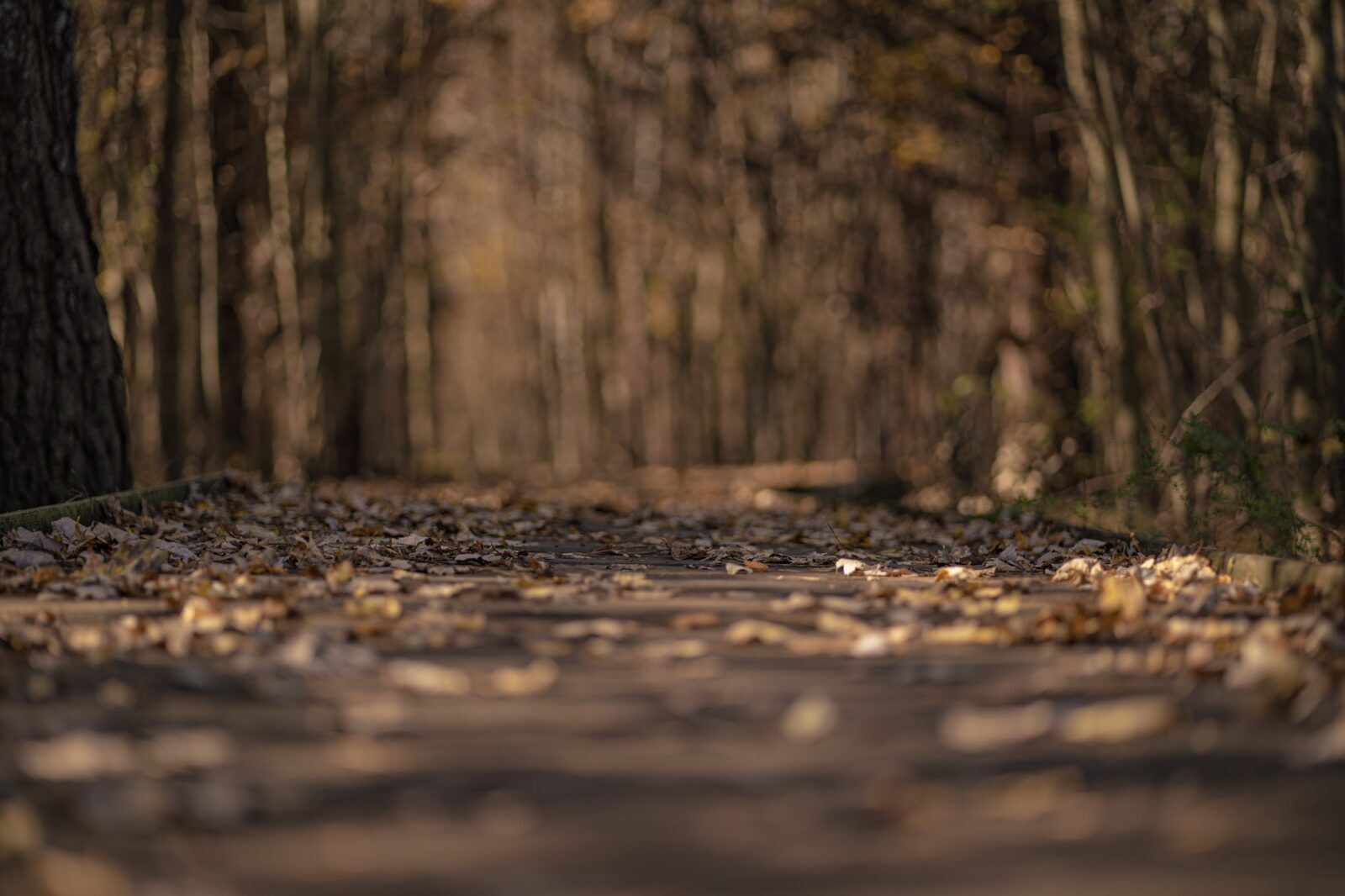 Selective focus shot of path with fallen dry leaves at Phinizy Swamp Nature Park in Augusta, Georgia