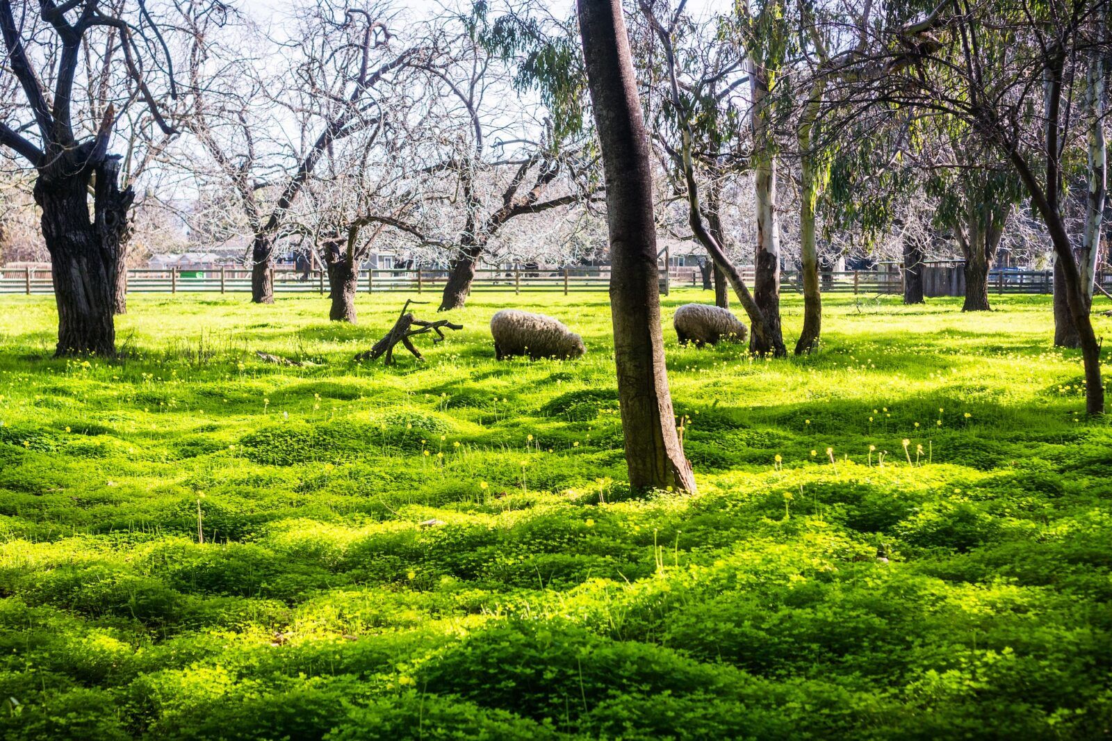 Sheep grazing on a green pasture