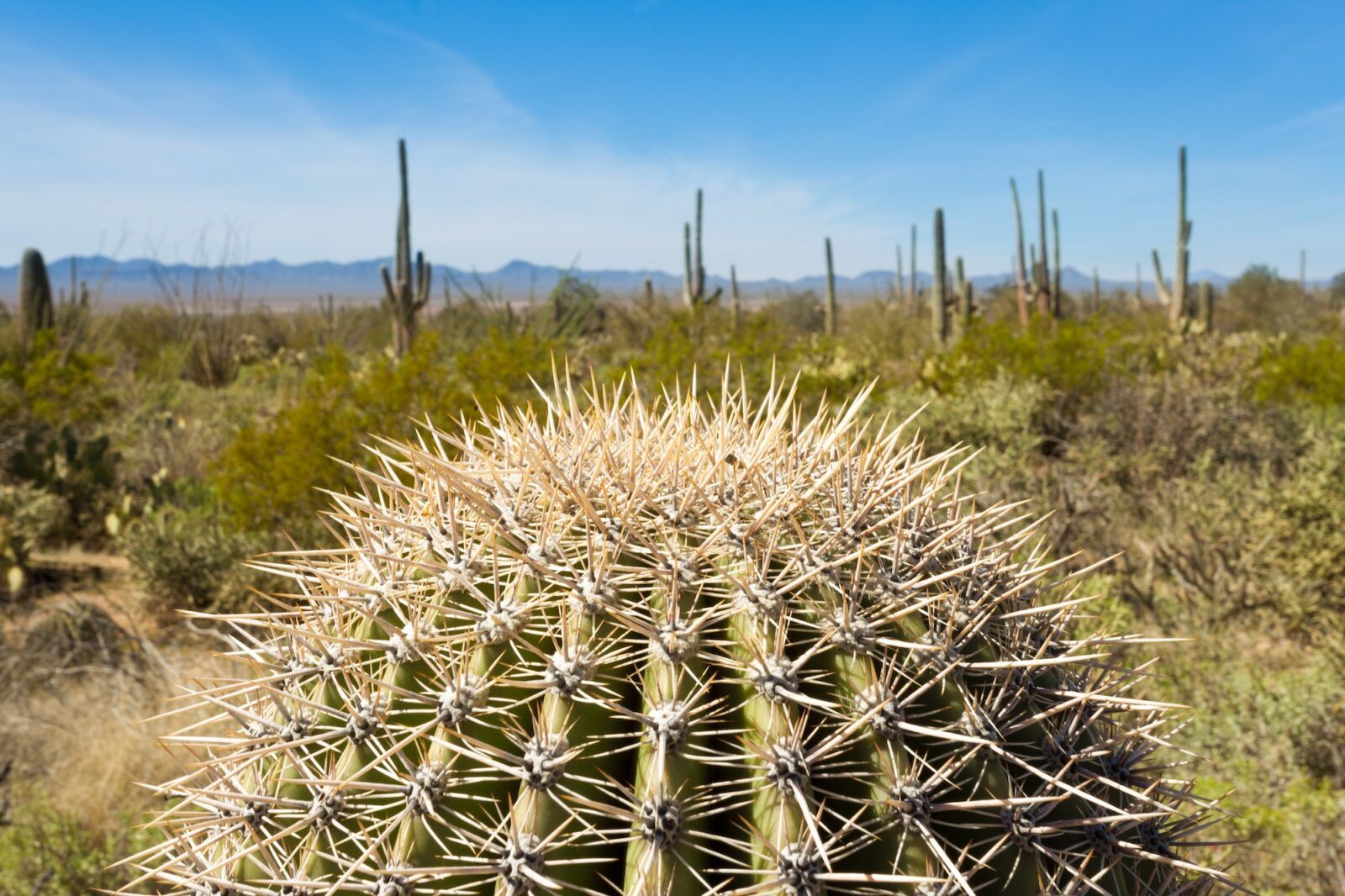 Spiny Saguaro cactus head in Saguaro NP Tucson A