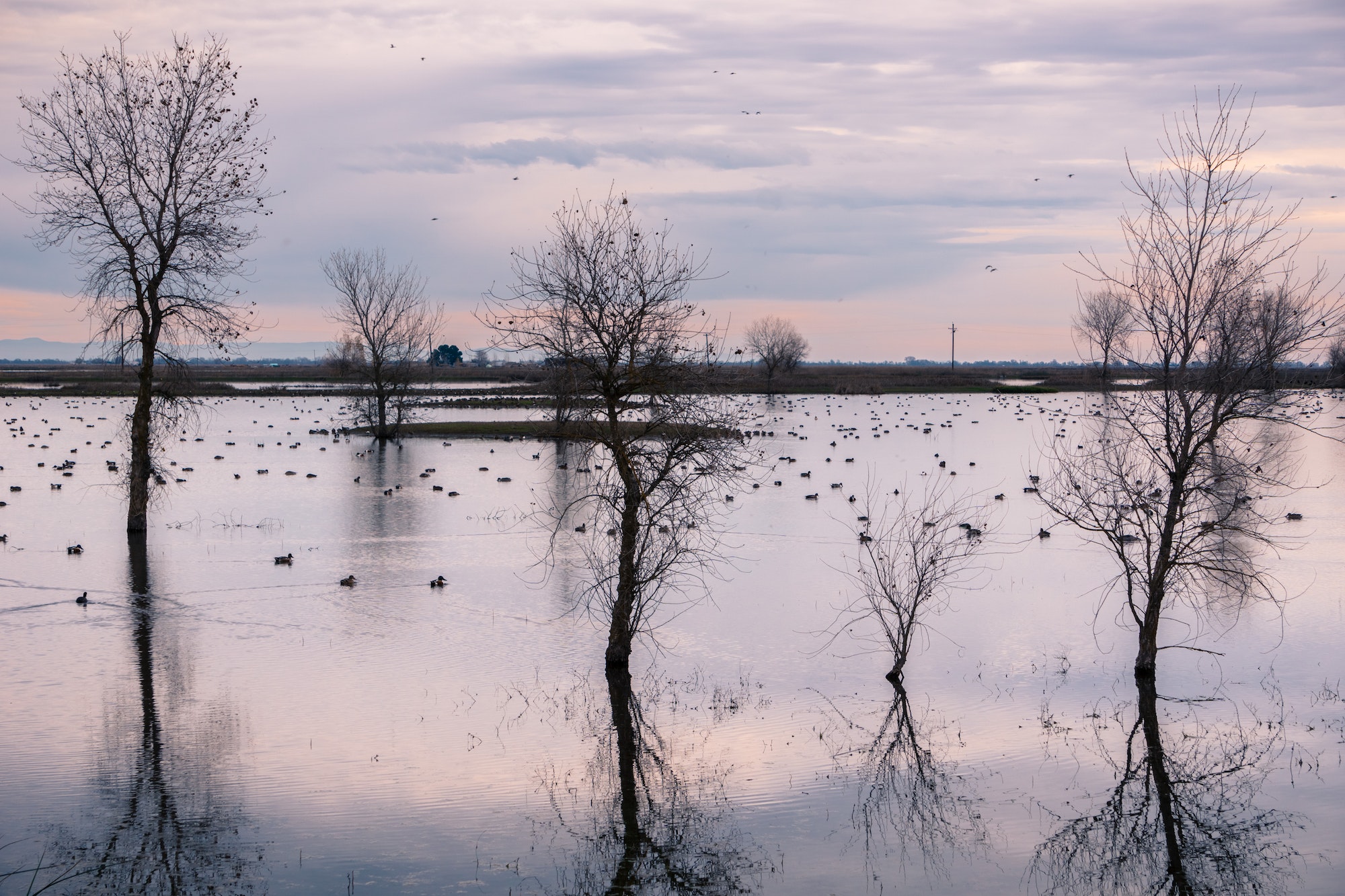 Sunset view of the marshes of Sacramento Delta