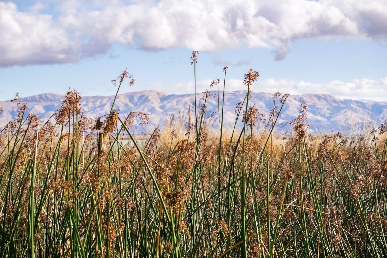 Tule reeds in the marshes of south San Francisco bay, Sunnyvale, California