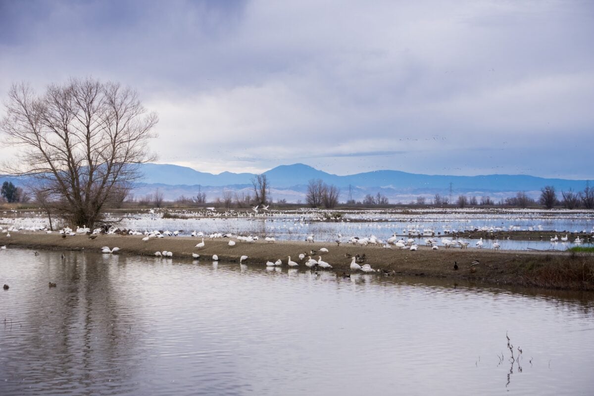 Wetlands in Sacramento delta