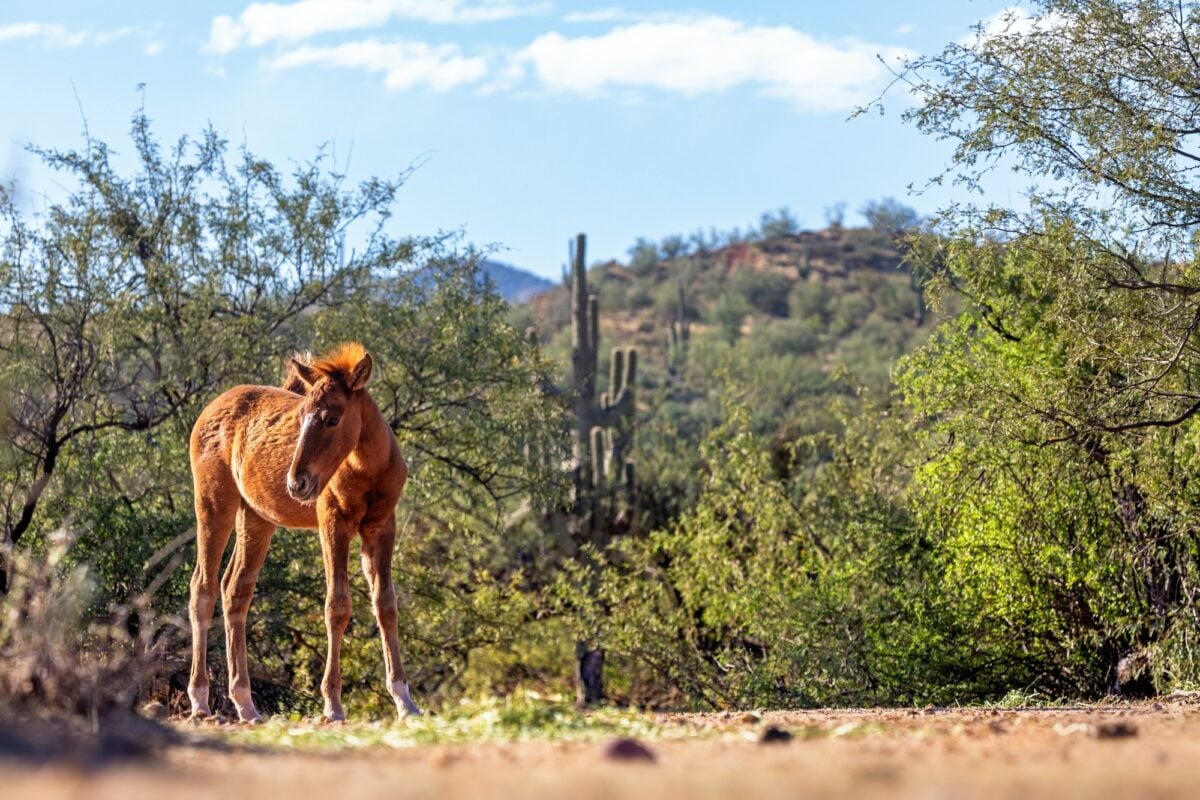 Wild Horse Foal in Mesa Arizona